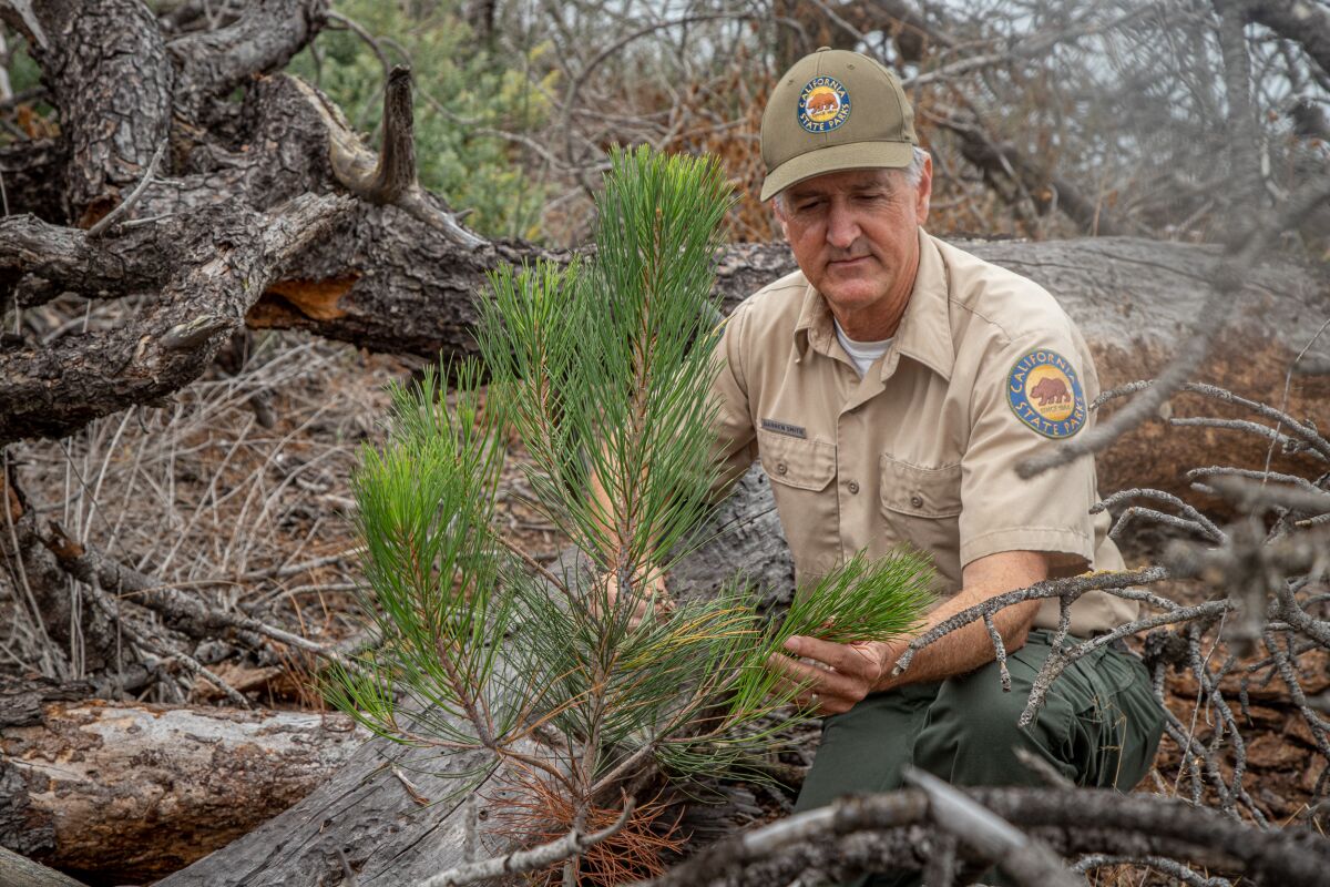 Senior environmental scientist Darren Smith examines a young Torrey pine that is surrounded by trees that died.