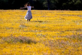 Santa Margarita, CA - April 16: A wet winter has resulted in wildflower super blooms across California, including Santa Margarita on the Central Coast where a woman enjoys the splendor of springtime along a atretch of Highway 58 on Sunday, April 16, 2023. (Luis Sinco / Los Angeles Times)