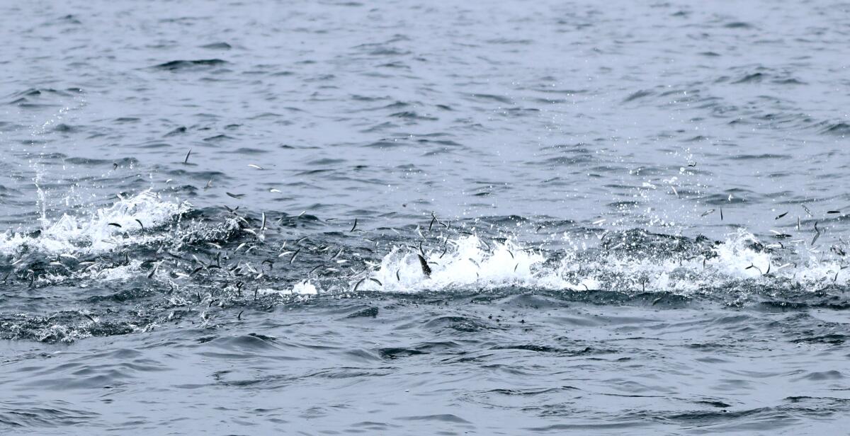 Wild bait fish jump out of the water in an attempt to escape a school of feeding bluefin tuna.