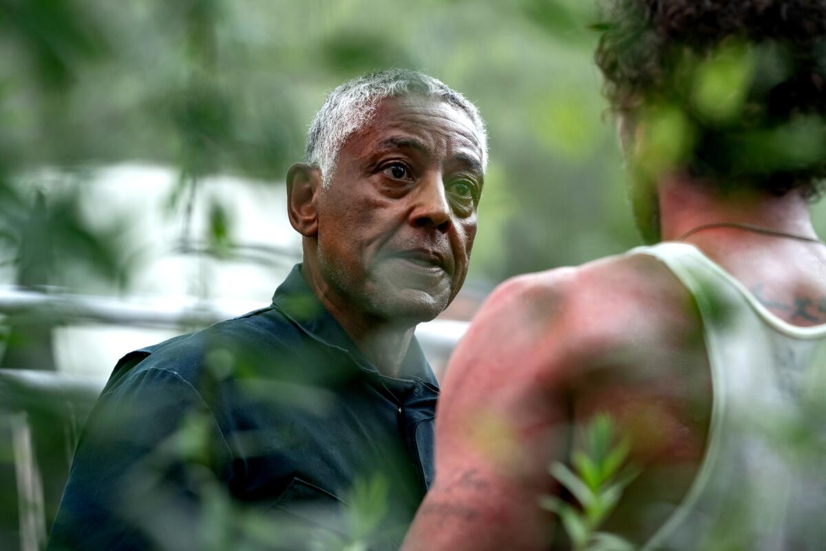 A man confronting another man amid foliage
