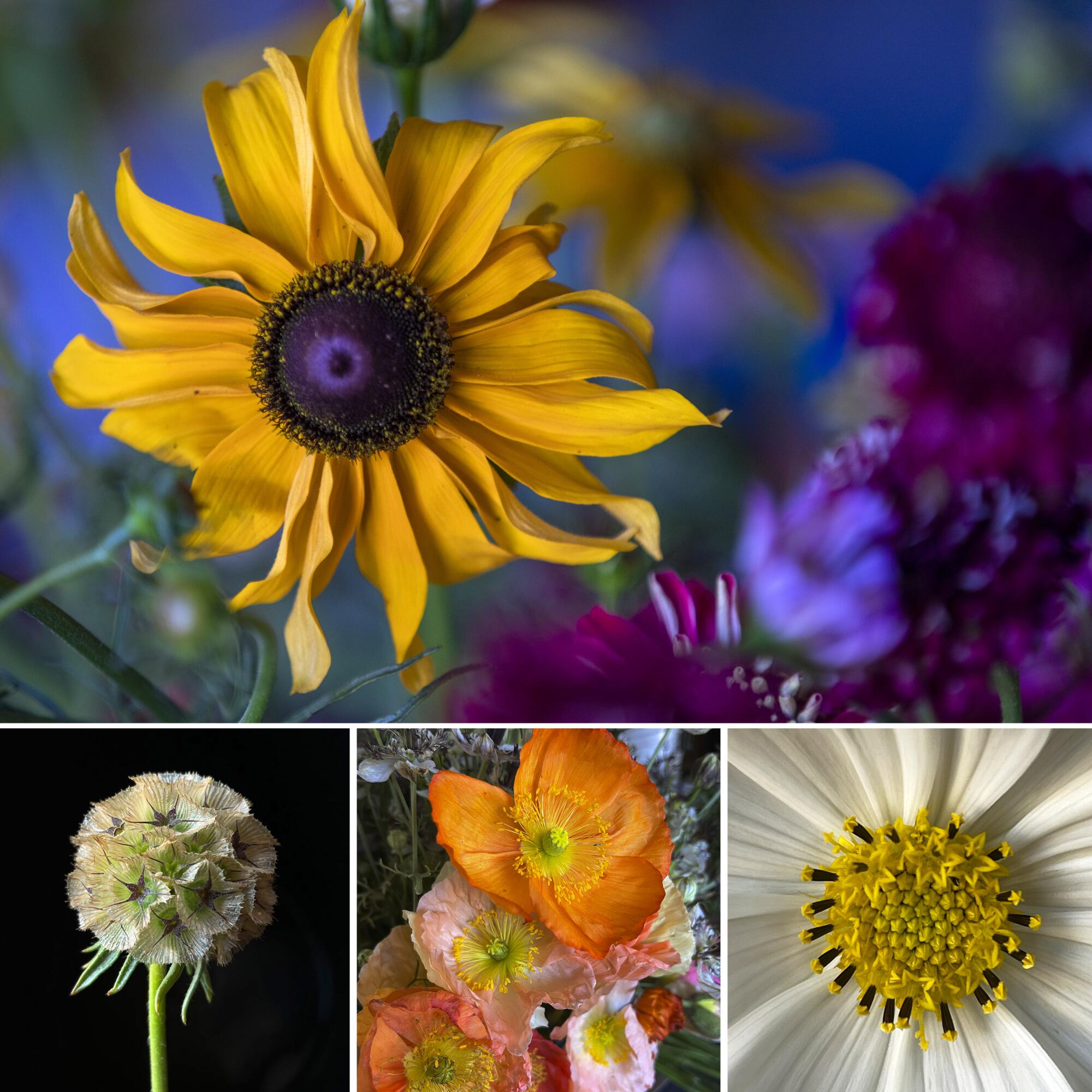 Detailed images of some of the seasonal bundles of flowers from Barn Swallow Gardens in Taylorsville.