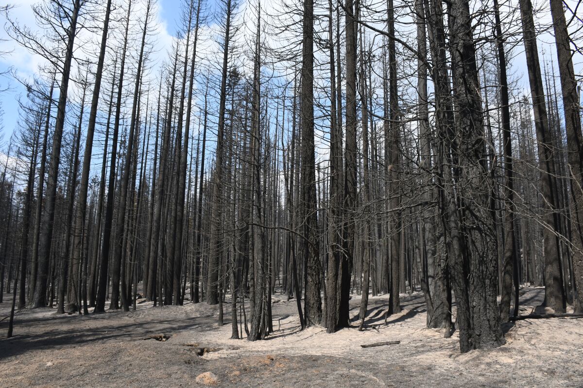 An untreated control unit in the Goosenest Adaptive Management Area in the Klamath National Forest after the Antelope fire