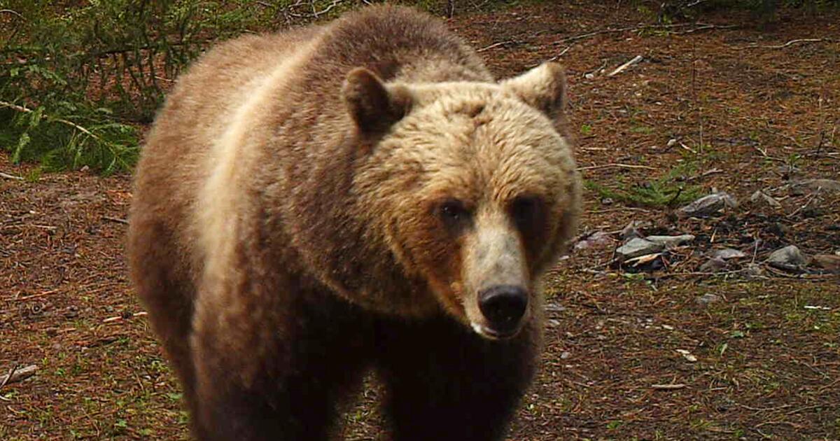 72-year-old man attacked by bear along trail, officials say