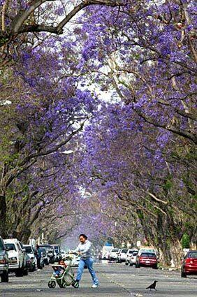 Ultraviolet-blue jacaranda trees, a staple of Southern California, are about a week from being in full bloom along Myrtle Street in Santa Ana. Although there are 49 species, the Jacaranda mimosifolia species is the popular one in Southern California and blooms twice a year for two months, once around April-May and then again around November-December.