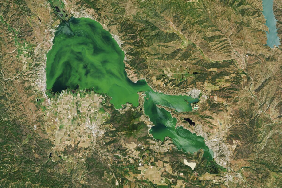 A satellite image from NASA shows Northern California's Clear Lake in green