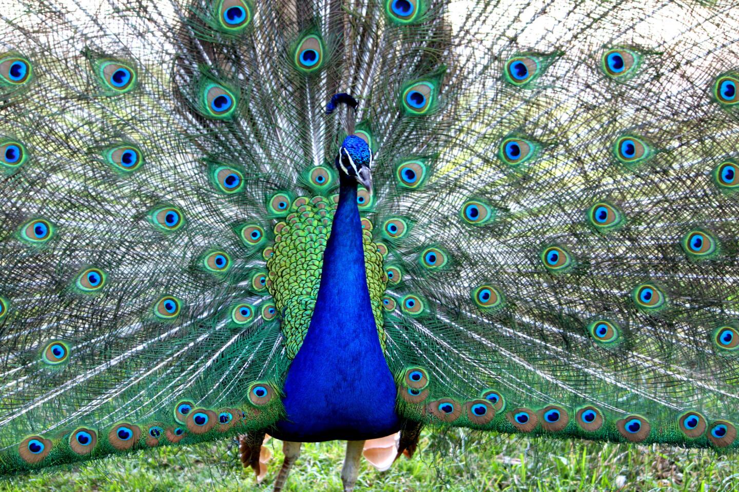 Peacocks in California