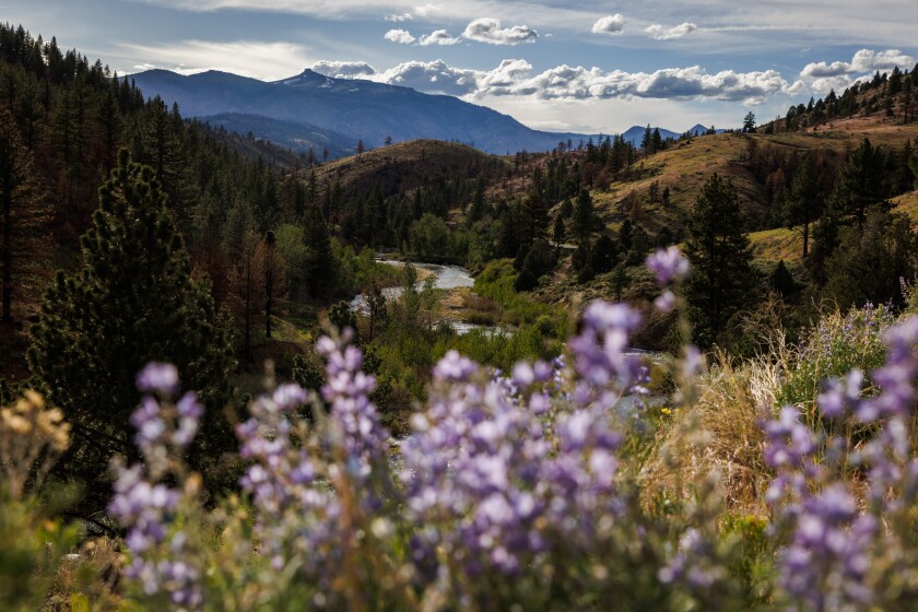 A road curves through green mountains; in the foreground are wildflowers. In the background are blue sky and clouds.