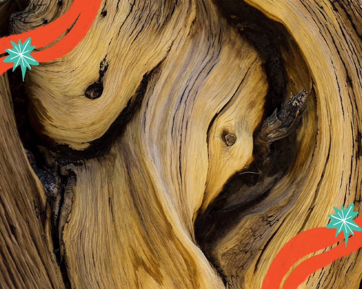 A closeup of gnarled wood.