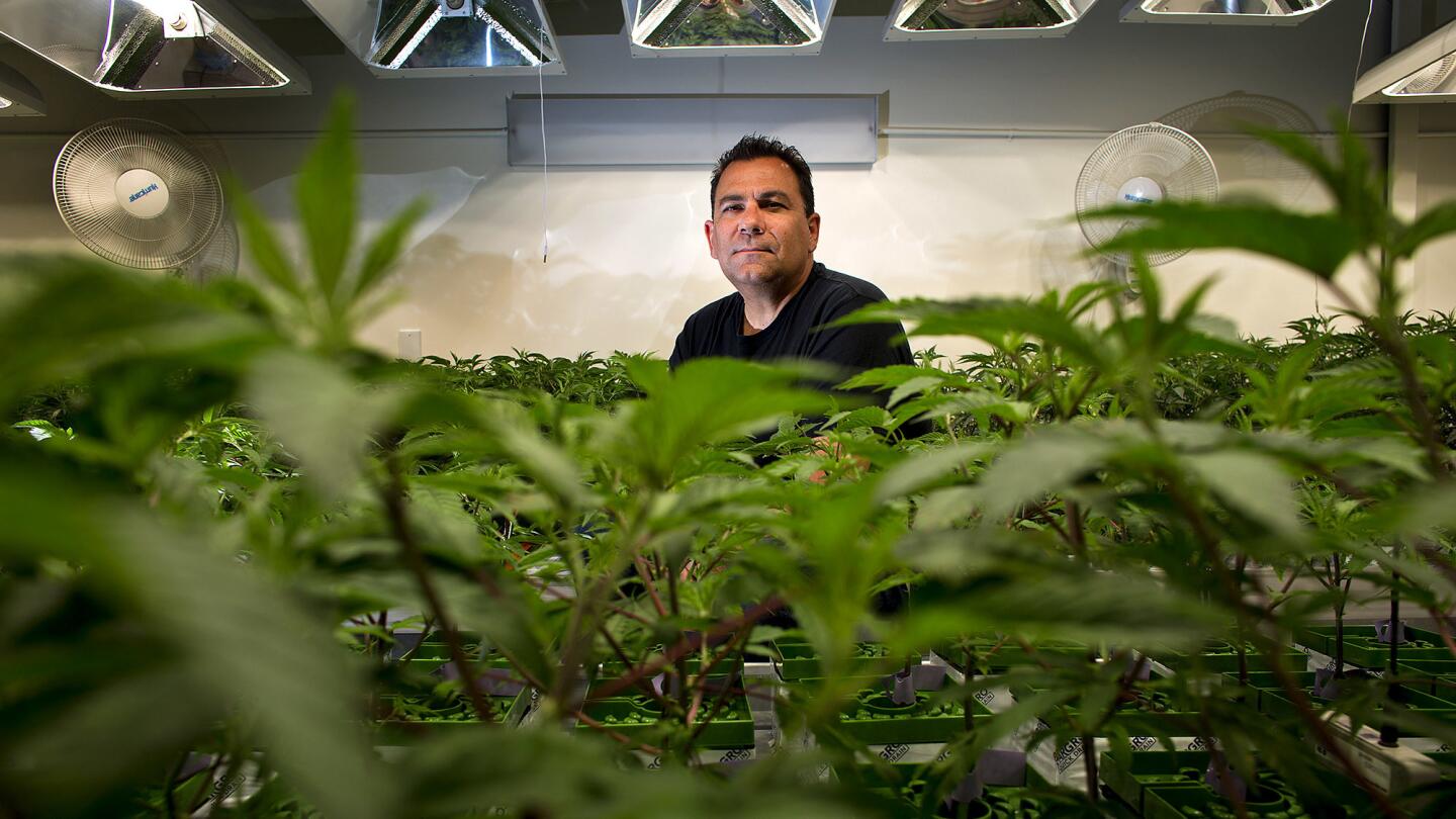 Tom DiGiovanni, chief financial officer of Canndescent, at the cannabis company's cultivation site in Desert Hot Springs.