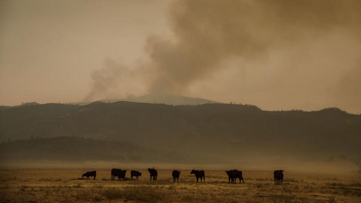 Cattle graze on the grassland near the Ranch fire outside of Lodoga.