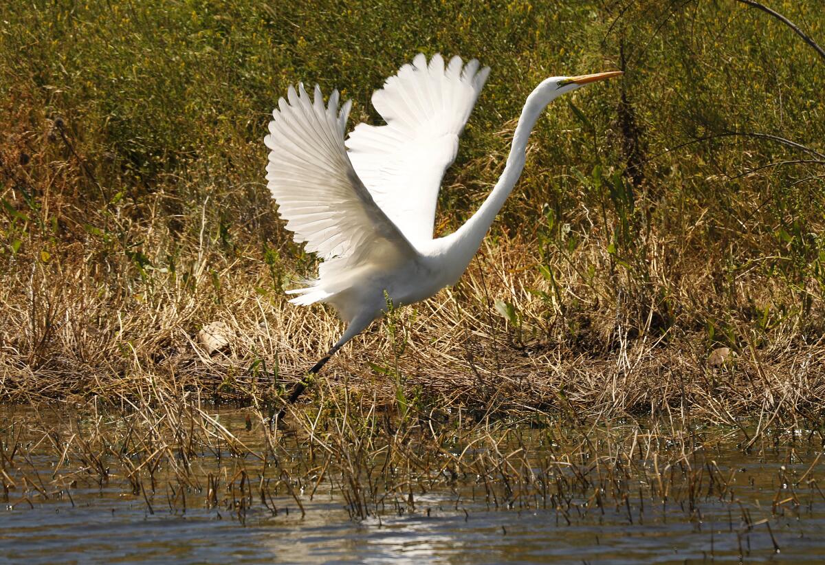 An egret takes flight at Cachuma Reservoir. 