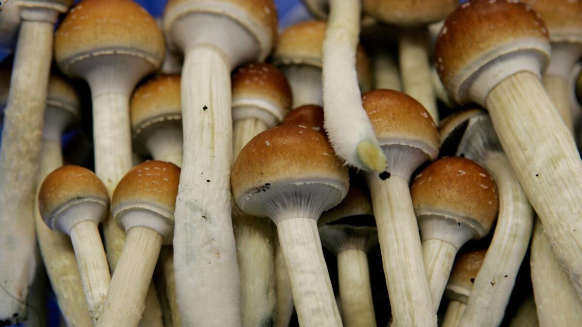 Magic mushrooms could be decriminalized in Oakland.