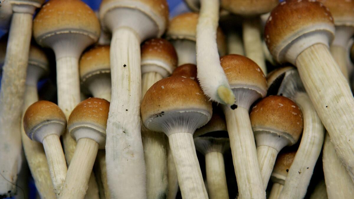 Supporters spent months touting the therapeutic properties of the naturally occurring mushrooms, which contain the drug psilocybin.