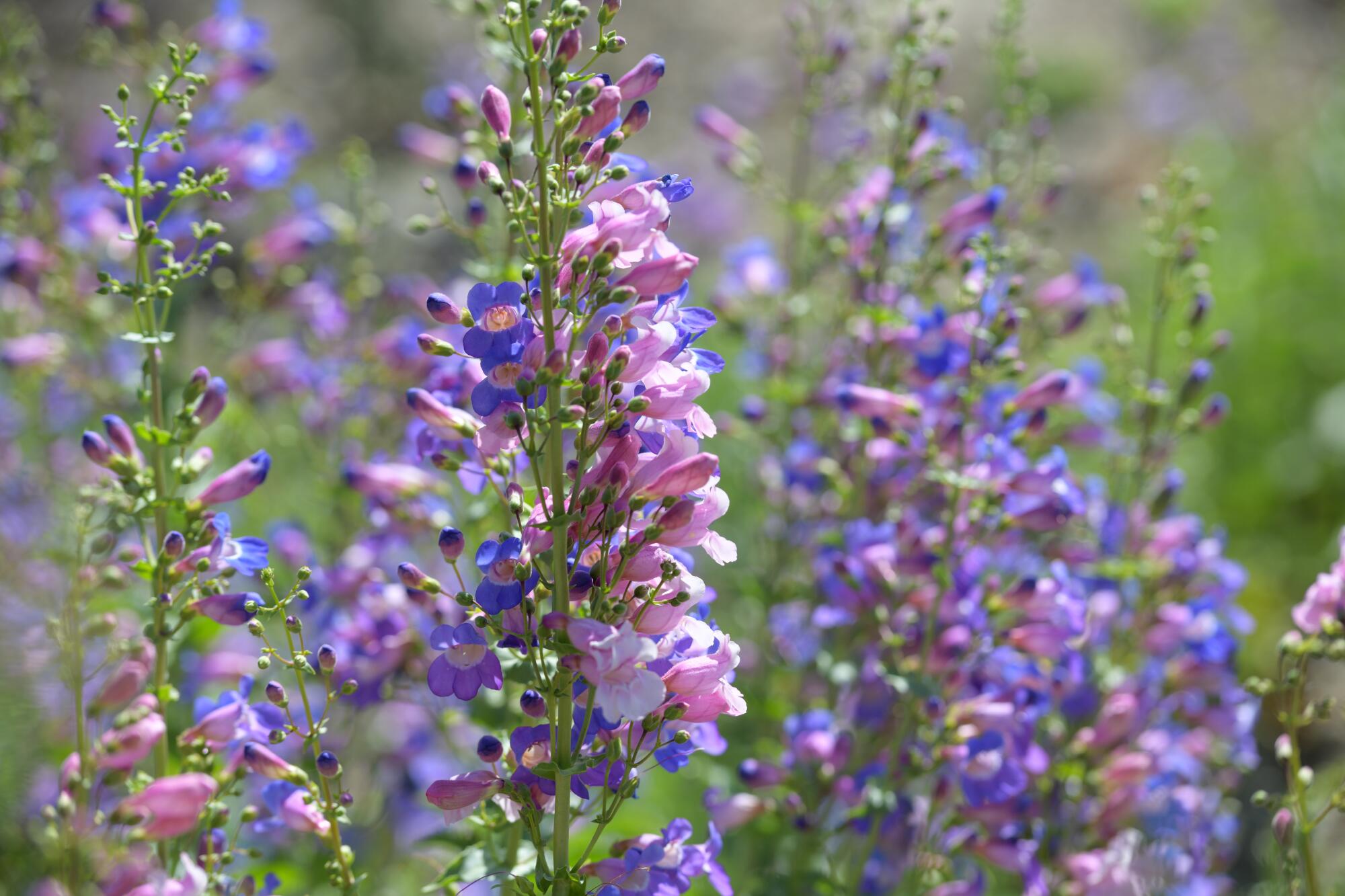 Showy penstemon is a native perennial that really lives up to its name with vibrant purplish blue and pink flowers.