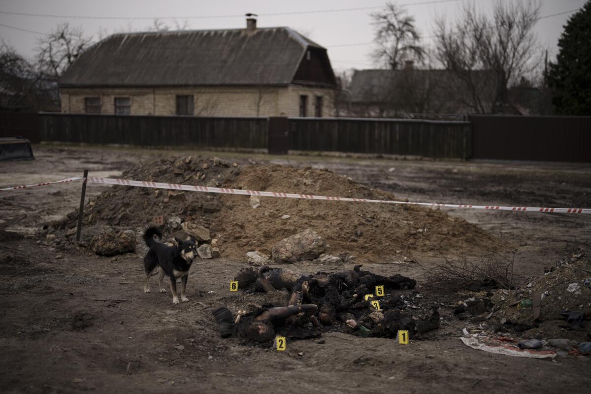 A dog stands near bodies, each tagged with a number from 1 to 6, lying near a mound of dirt and homes in the background