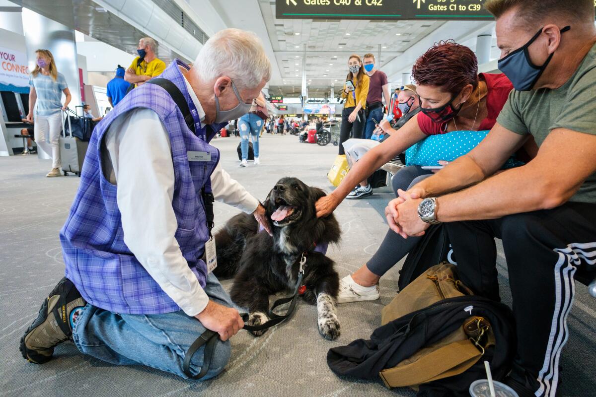 Flyers enjoy petting an airport therapy dog at Denver International Airport.