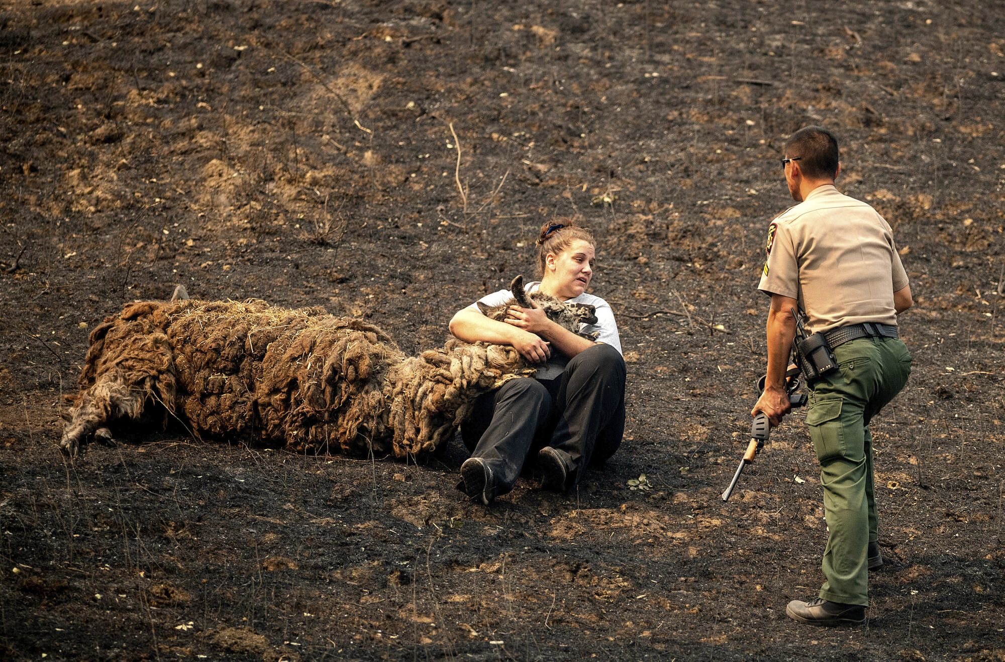 Veterinary technician Brianna Jeter comforts a llama injured in a wildfire in Vacaville, Calif.