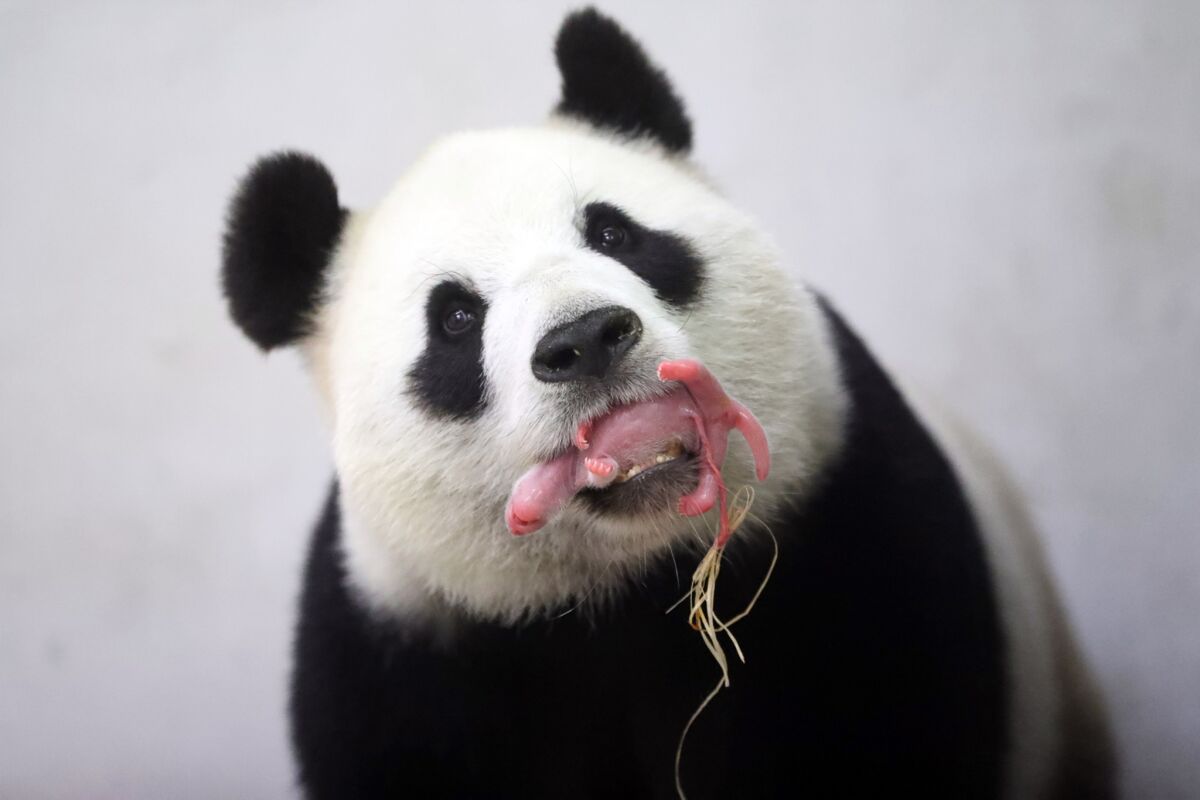 Panda born in Belgium's Pairi Daiza zoo - Los Angeles Times