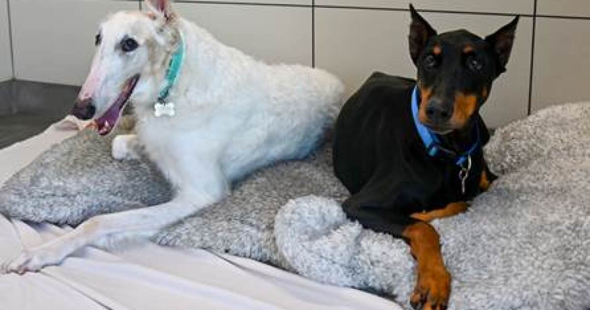 Pets of the week: Doberman and borzoi looking for new home together after their owner died