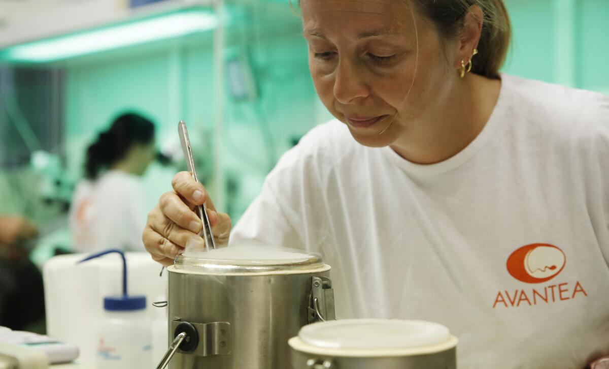 A researcher works on the insemination process.
