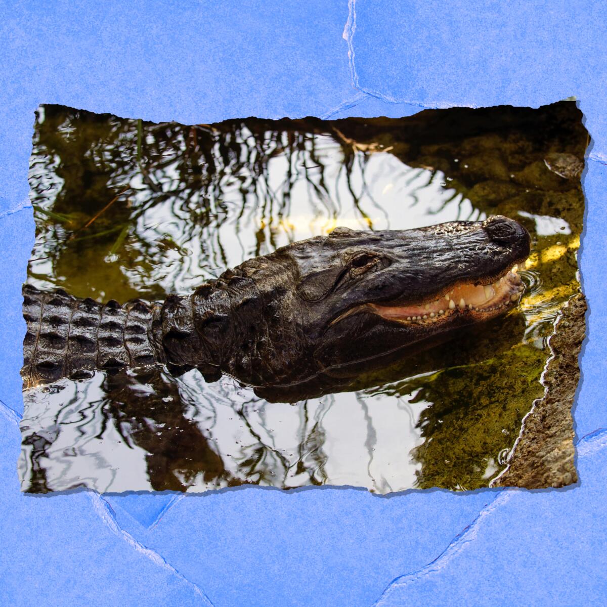 Closeup of an adult alligator with its mouth slightly open.