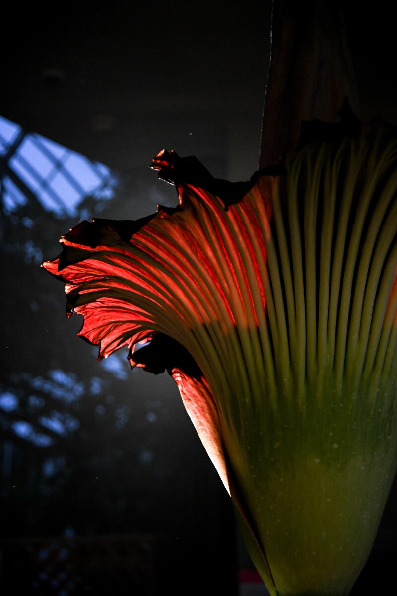 The dark maroon skirt of a blooming corpse flower.