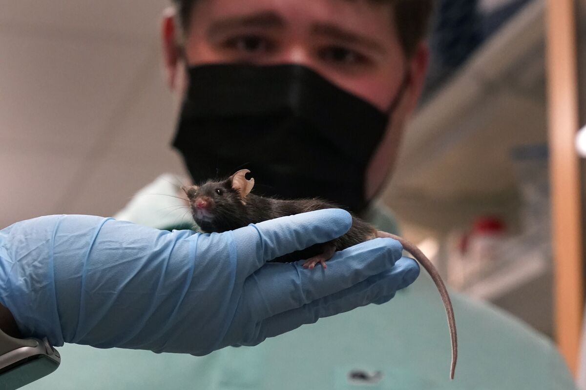 Research assistant Katie McCullough holds up a mouse for Jake Litvag, 16, to see inside a Washington University lab where doctors are using the mice and Jake’s genes to study a rare form of autism linked to a mutation in the MYT1L gene Wednesday, Dec. 15, 2021, in St. Louis. Researchers are using a mouse model and cell line with Jake's exact mutation to try to better understand the mutation. (AP Photo/Jeff Roberson)