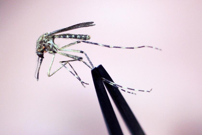 ARCHIVO - Un mosquito Cattail es inspeccionado el miércoles 8 de septiembre de 2010, en South Portland, Maine.(AP Foto/Pat Wellenbach, Archivo)