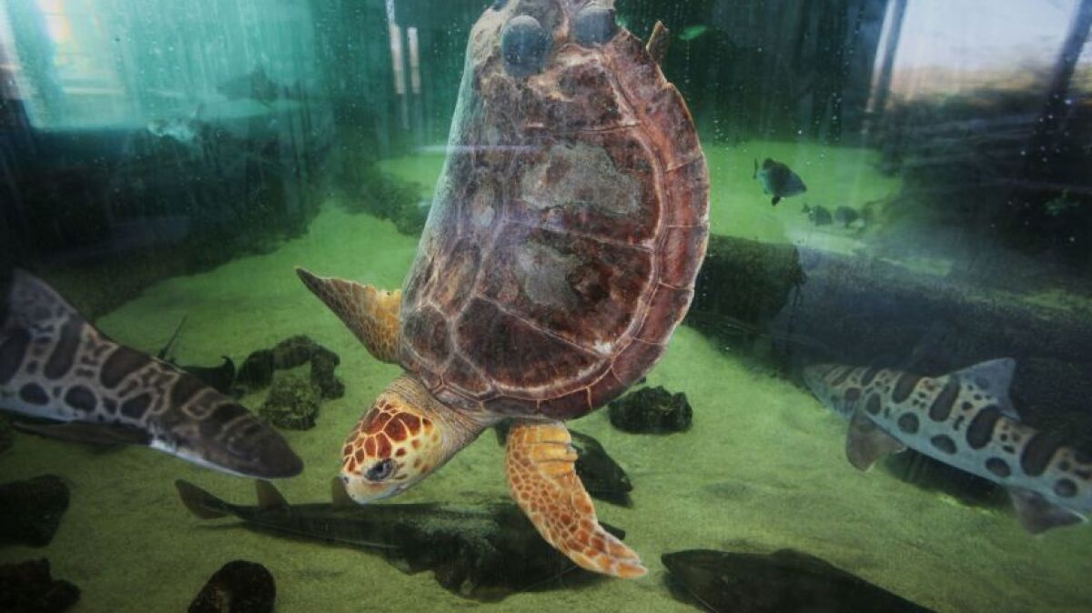 At the Living Coast Discovery Center's New Year's Eve party, you may encounter Sapphire, a loggerhead sea turtle.
