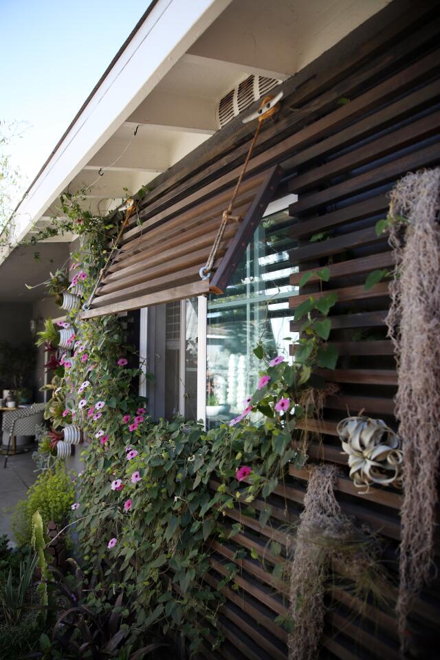 Thunbergia alata 'Rose Sensation' vines and Tillandsia decorate a shade structure designed to cool the back of the house.