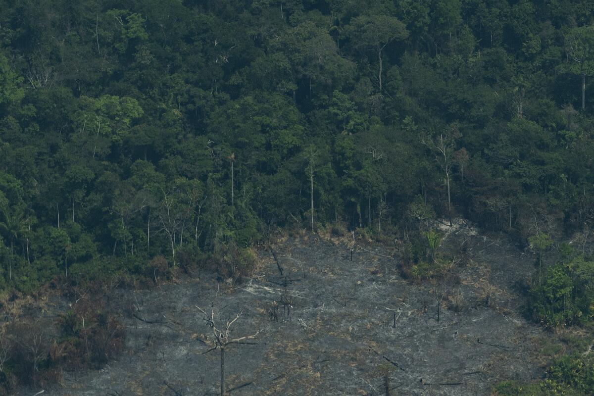 A devastated area of Amazon rainforest in Altamira, Brazil, on Wednesday.