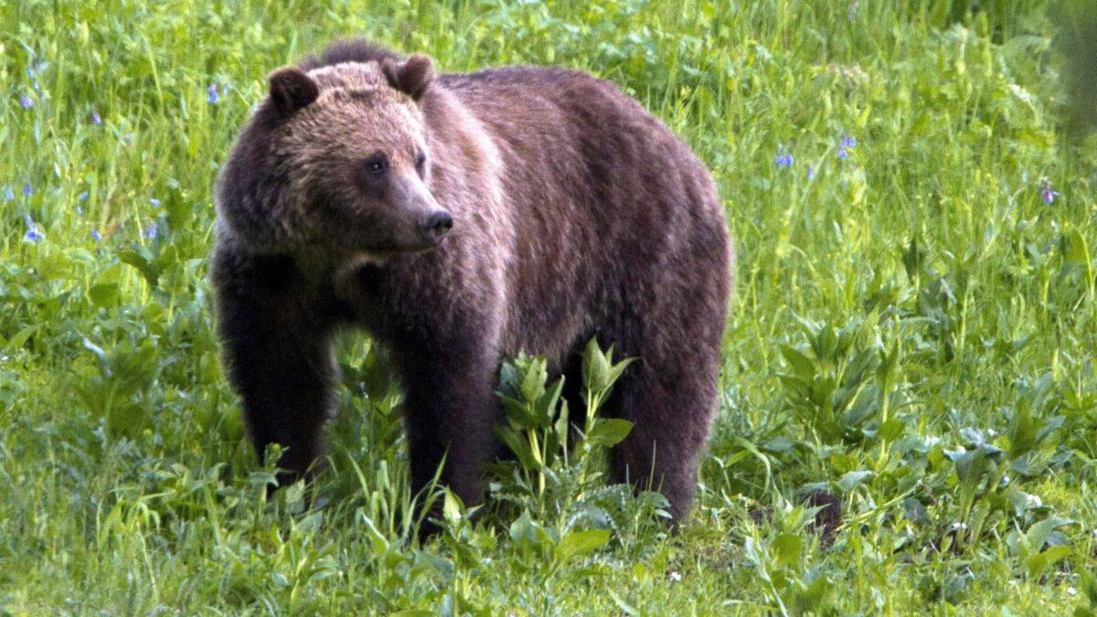 A grizzly bear roams near Beaver Lake in Yellowstone National Park, Wyo., in 2011.