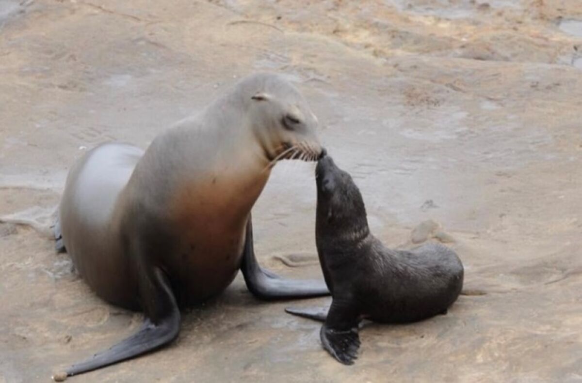 What looks like kissing is really a sea lion mother and her pup identifying each other’s scent.
