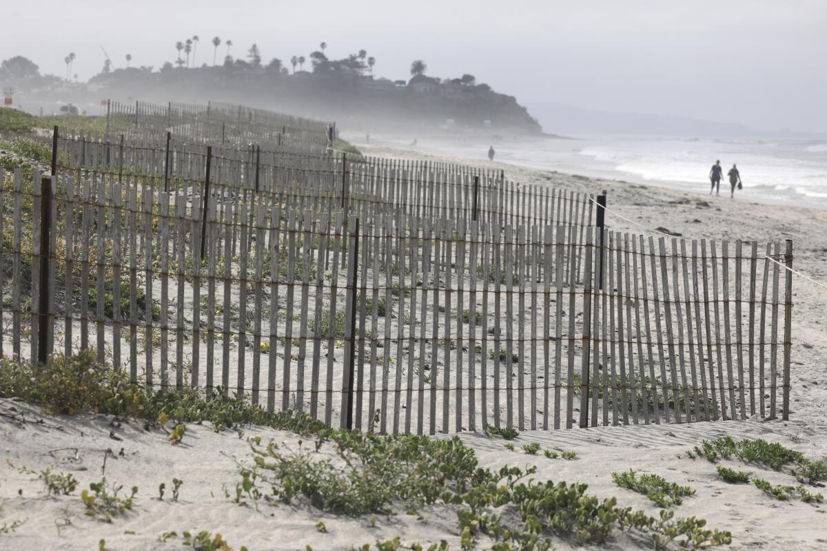 A series of fences and native plants are part of a beach restoration project at Cardiff State Beach, seen March 16, 2022.