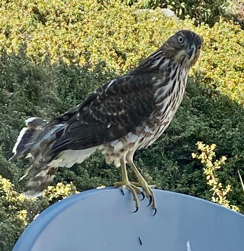 I was working at my dining room table July 26 when I noticed a gorgeous hawk right outside, perched on a satellite TV dish. 