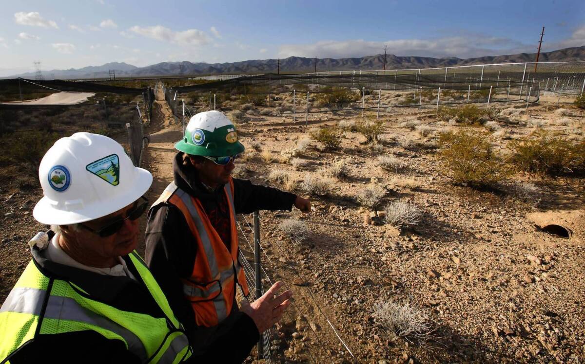 Bureau of Land Management biologist Larry LaPre, left, and George E. Keyes Jr. of BrightSource check on the tortoise population in pens at the site where the company is building a solar energy facility in the Ivanpah Valley on the California-Nevada border. No more such developments will be allowed in the valley.
