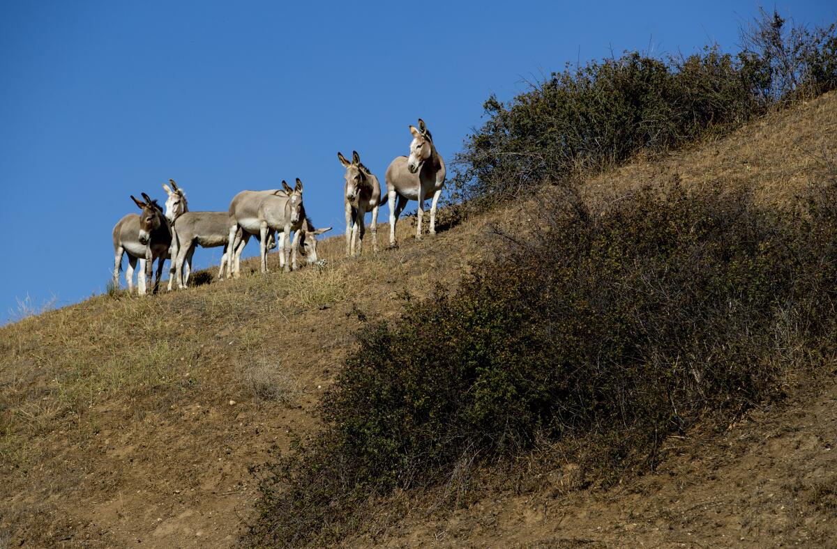 Wild burros stand on a hillside