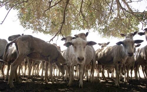 Sheep cluster under a tree at the Rinconada Dairy.