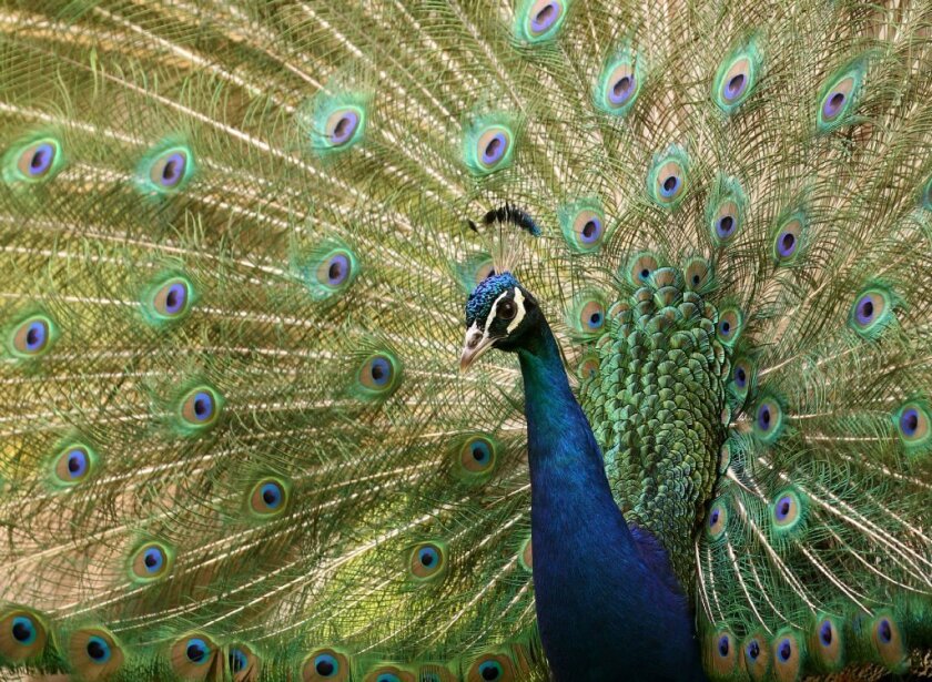 Peacocks occasionally turn up in Los Angeles County neighborhoods, delighting — or sometimes irritating — residents.