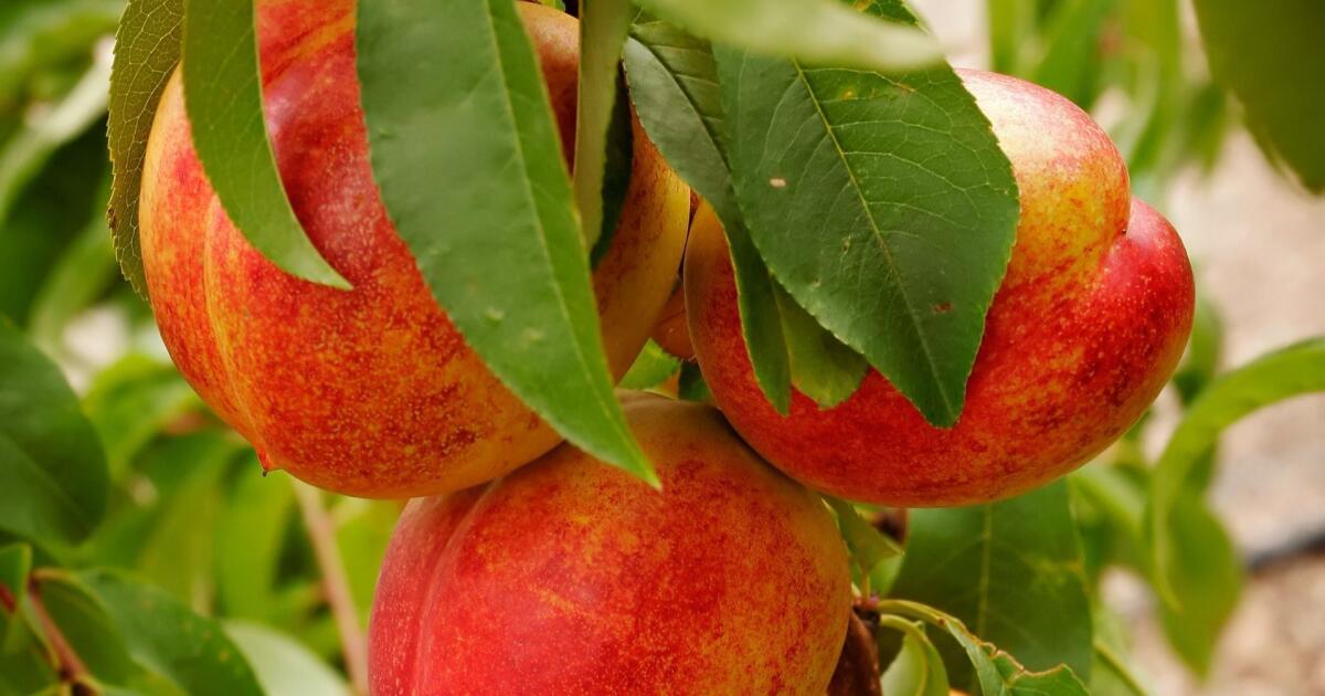 Fresh, peachy ways to serve nectarines - The San Diego Union-Tribune