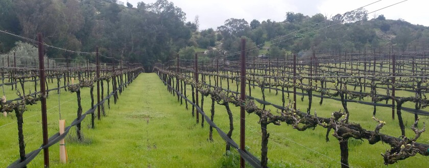Wineries Create A New Blend Of Sales Strategies Ramona Sentinel