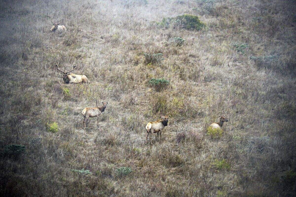 Tule elk roam in a reserve at Point Reyes National Seashore on Aug. 28, 2020. 