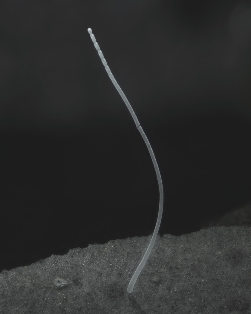 Un filament d'une cellule bactérienne Thiomargarita magnifica.