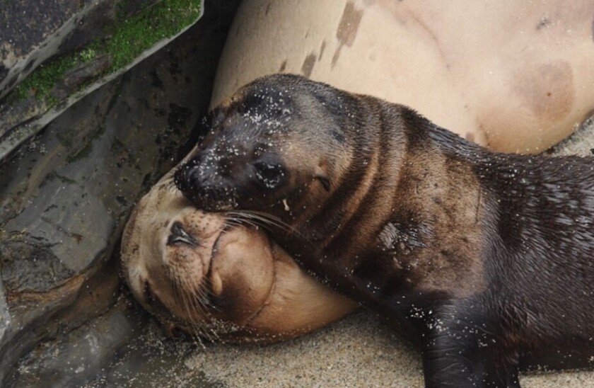 Sea lion mothers nurse their pups for 11 months after birth, according to Seal Society docent Carol Archibald.