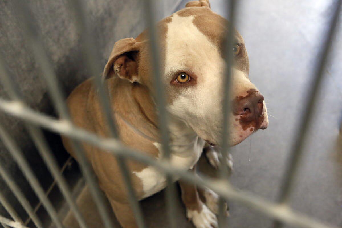 One of the pit bulls seized by authorities, housed in L.A. County animal shelter in Lancaster.
