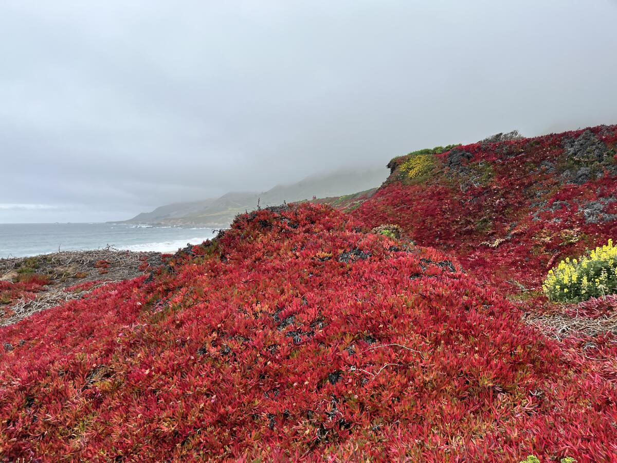 A view of red-hued superbloom covering a hillside along a coast on an overcast day