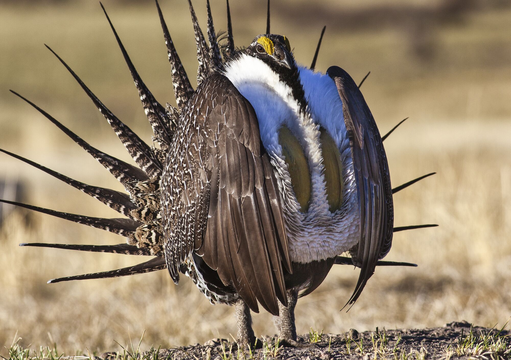 A greater sage grouse.