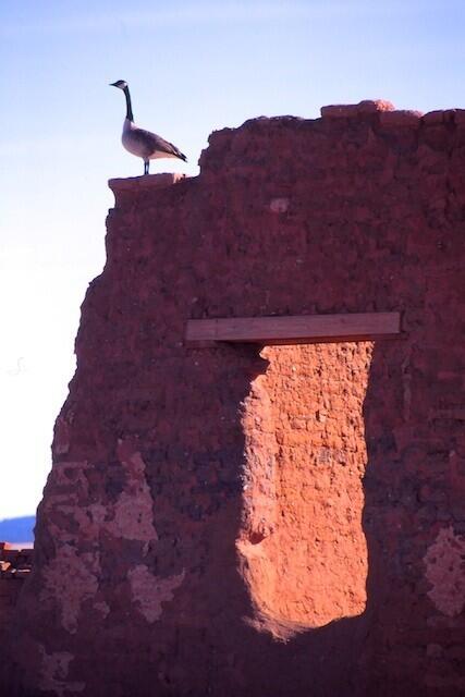 A winged visitor atop an adobe ruin in Fort Union, N.M. Photo taken 1996.