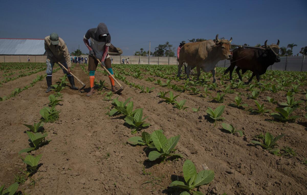 Farm workers work a tobacco field 