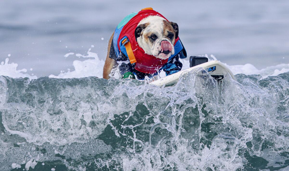 Rothstein, the Bulldog, surfs a wave during the Helen Woodward Animal Center's 17th annual Surf Dog Surf-a-Thon.
